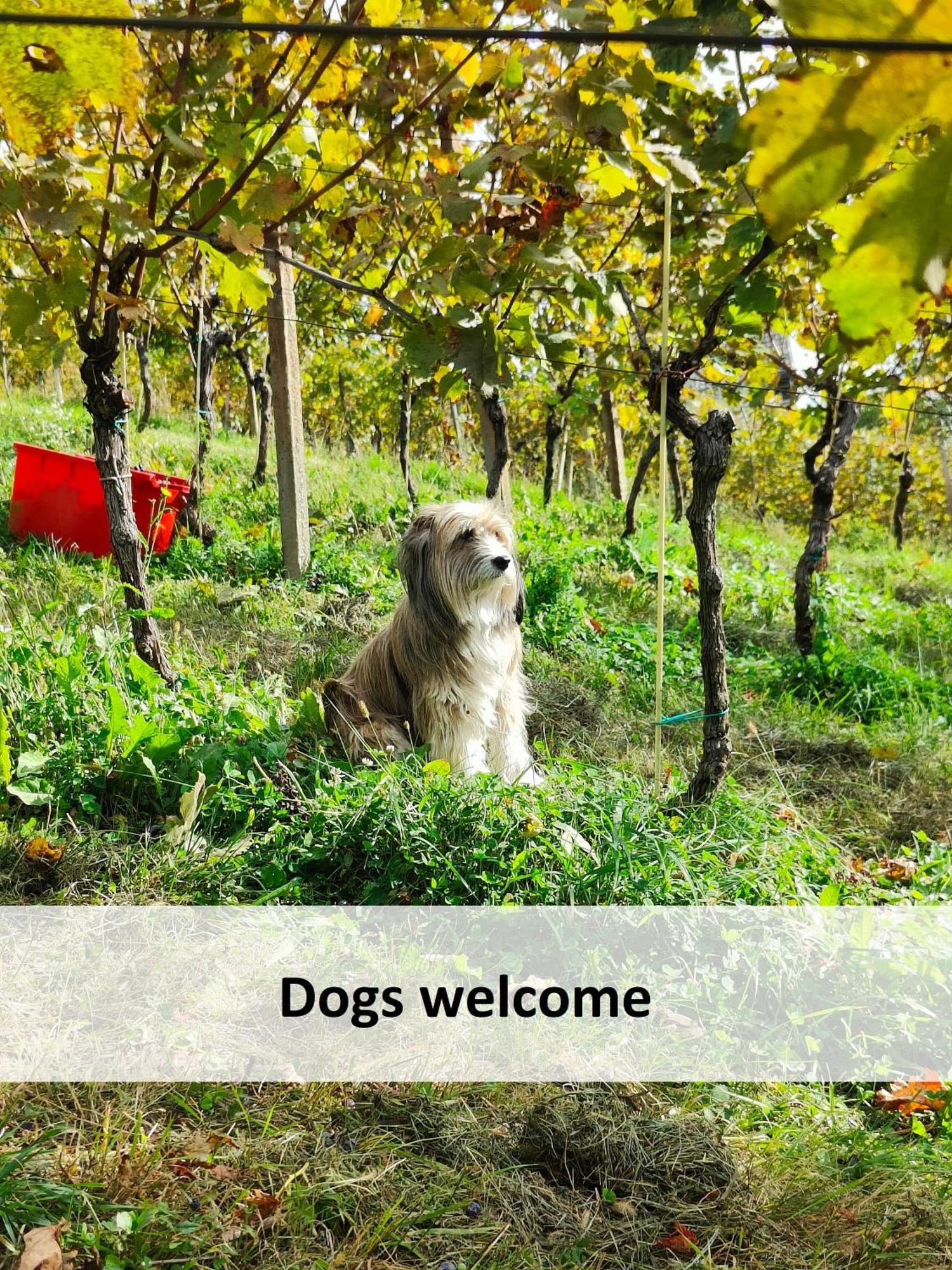 Vineyard Cottage Skatlar 오토세크 외부 사진